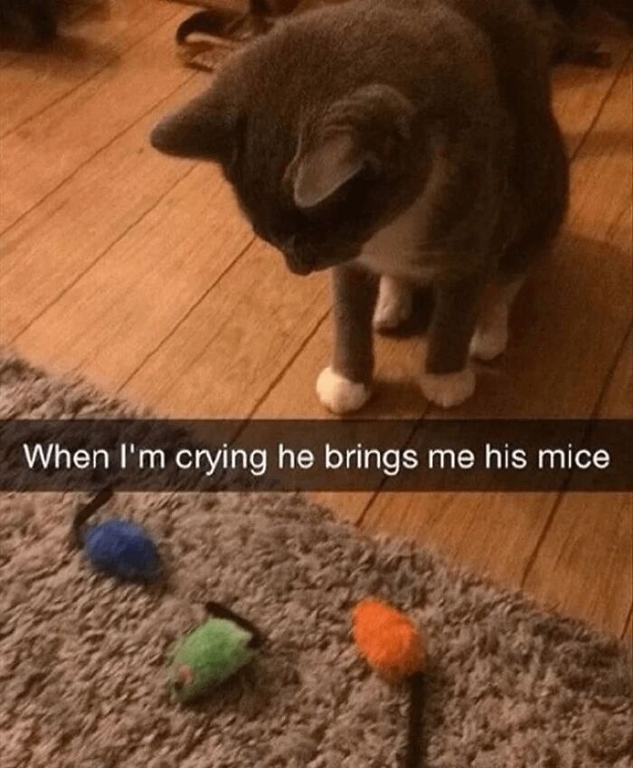 A grey and white cat looks at colorful toy mice on a rug, showing wholesome people and animals kindness.