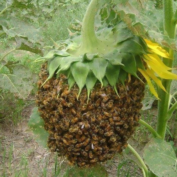 A sunflower head covered with a dense swarm of bees in a green field, showcasing nature's amazing world.