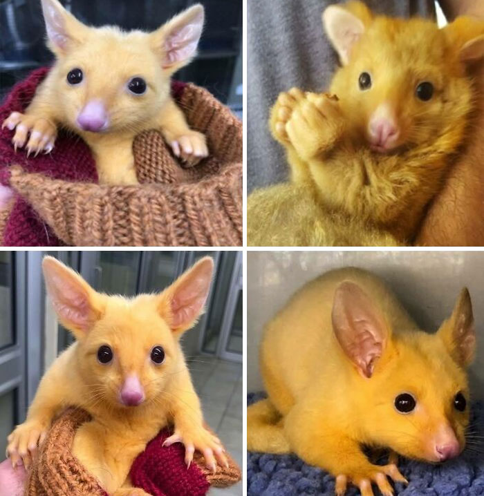 Cute yellow possum with bright eyes and big ears shown in close-up photos in a wholesome and amazing wildlife setting.