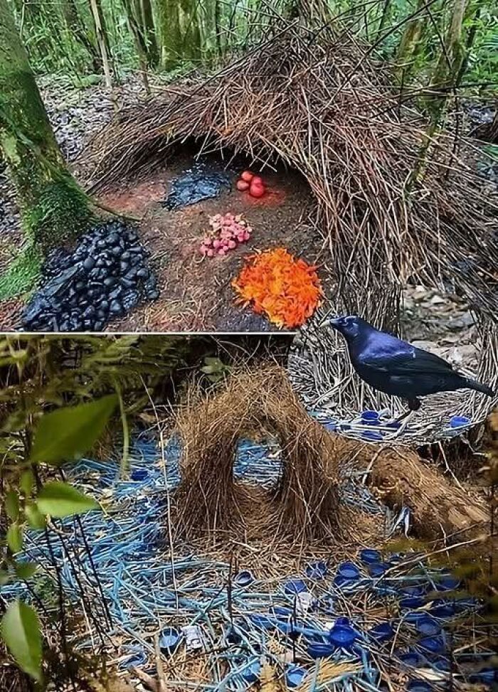 Birds creating amazing nests using natural materials and colorful objects in a lush forest, showcasing the wonderful world.