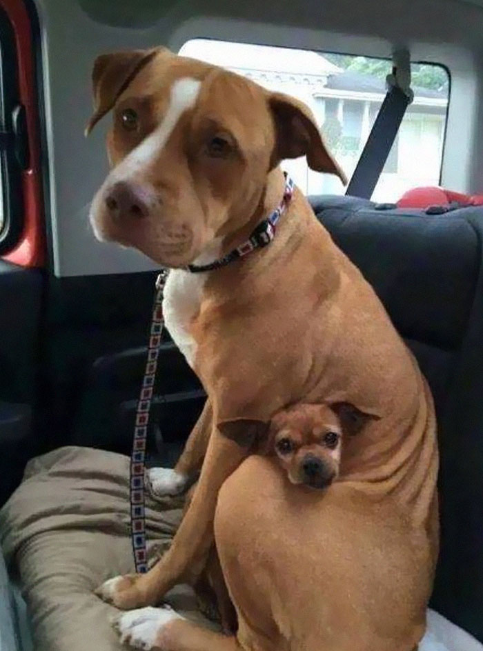 Two dogs sitting in a car, one small dog nestled comfortably against the larger dog's body in a wholesome moment.