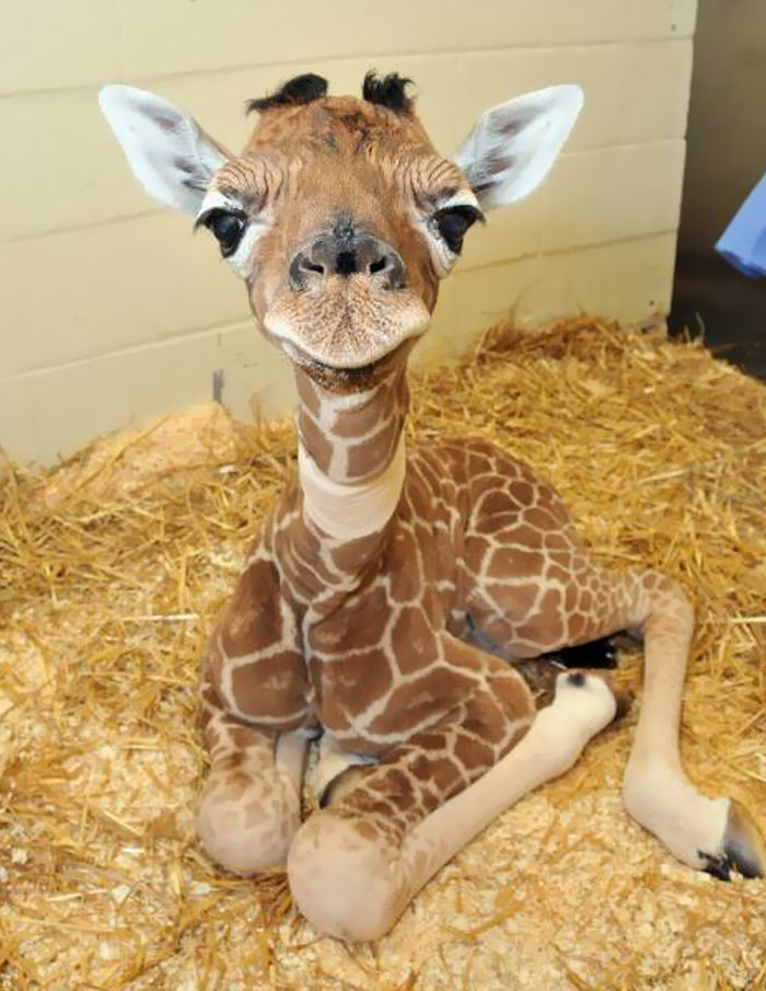 Baby giraffe resting on straw bedding indoors, showcasing the wonderful world of wholesome and amazing wildlife moments.