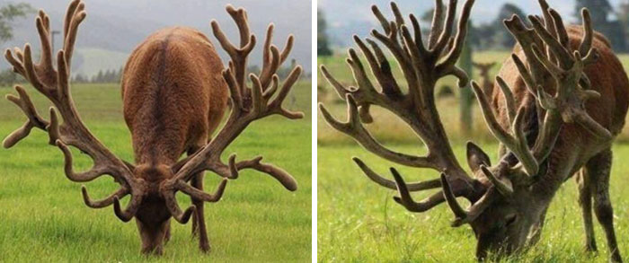 Two majestic deer with large, unique antlers grazing peacefully on green grass in a natural outdoor setting.