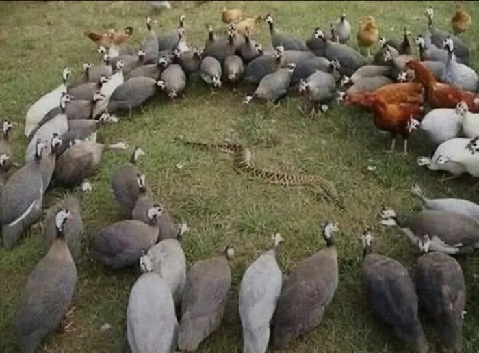 A group of birds surrounds a snake on grass, showcasing a fascinating moment in the wonderful world of nature.