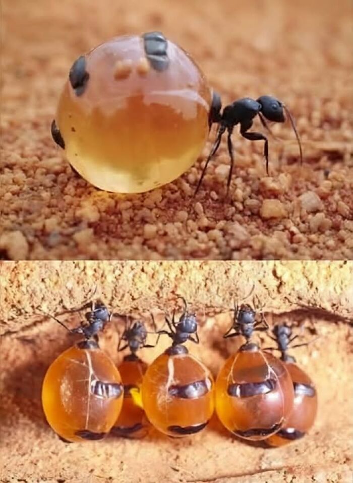 Close-up photos of ants carrying amber-colored water droplets in the wonderful world of nature.