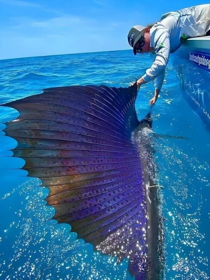 A person touching the large fin of a sailfish in clear blue ocean water in a wonderful world adventure.