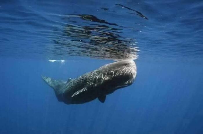 S***m whale swimming near the ocean surface in the wonderful world of marine life, showcasing amazing sea creatures.