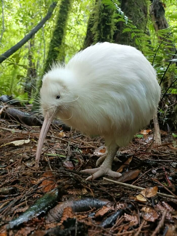 White kiwi bird with long beak foraging on forest floor in lush green natural wonderful world setting.