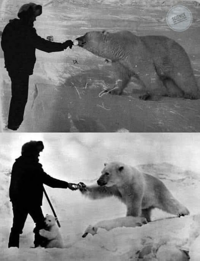 Person feeding a polar bear and cub through ice, showcasing a wholesome moment in the wonderful world of wildlife.