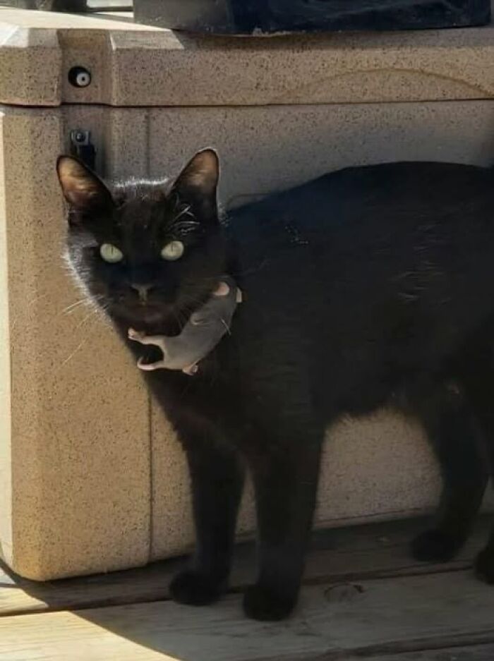 Black cat with a toy mouse on its neck, standing on a wooden deck in the wonderful world of amazing pets.