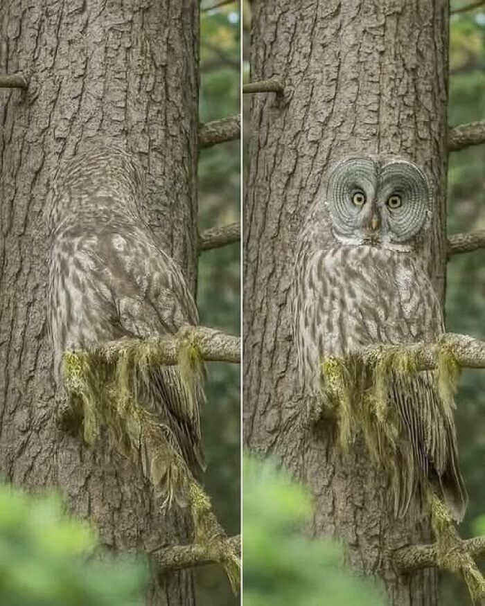 Owl blending into tree bark in a forest, showcasing amazing natural camouflage in the wonderful world of wildlife.