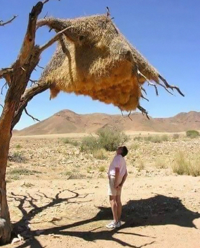 Man standing in desert looking up at a large bird nest hanging from a dead tree in the wonderful world.