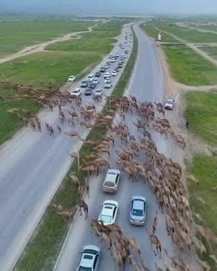 A large herd of camels crossing a highway, causing a traffic jam in a wide open grassy landscape, wonderful world scene.