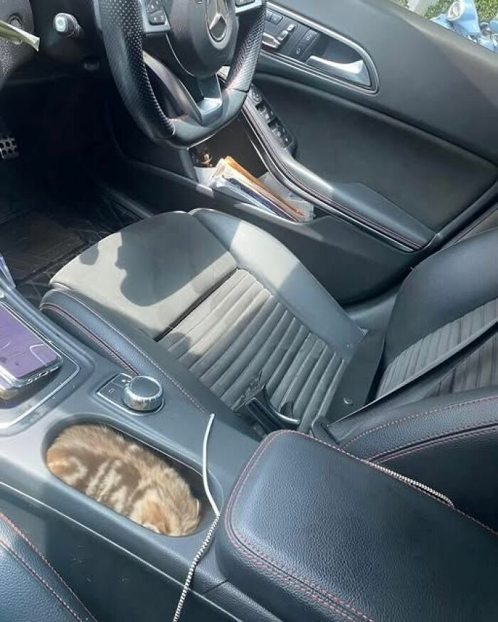 Cozy cat curled up in the center console of a car showcasing the wonderful world of pets and comfort.