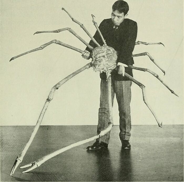 Man holding a large crab with long legs, showcasing a unique view of the wonderful world of nature.