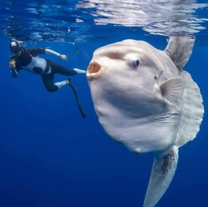 Diver swimming underwater near a large ocean sunfish in the wonderful world of marine life.