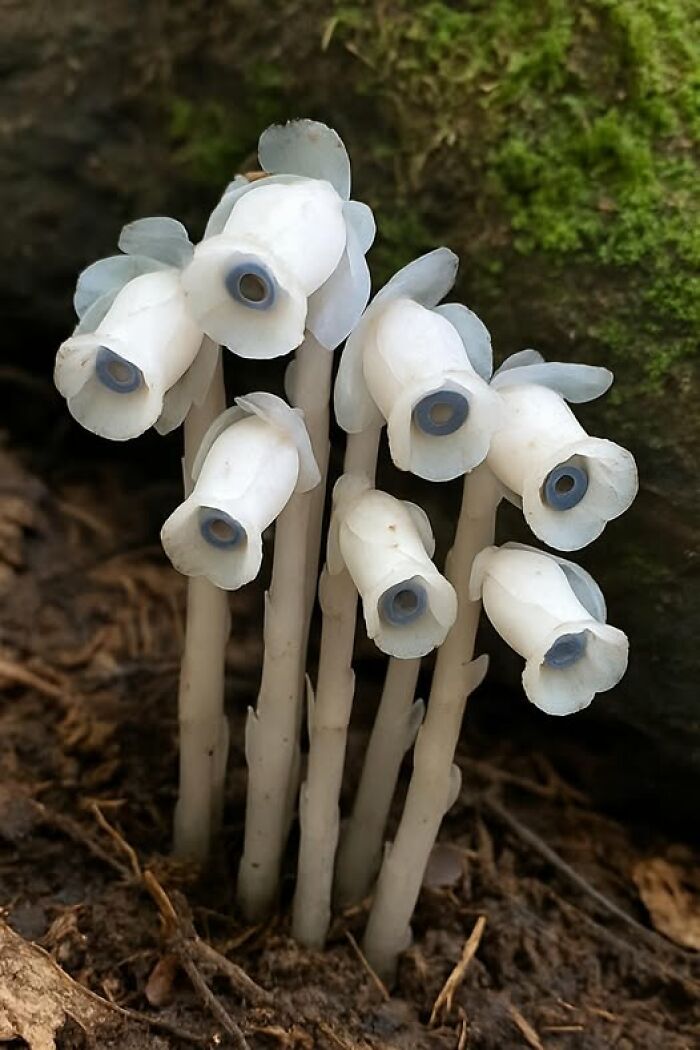 Cluster of white Indian pipe wildflowers growing from forest floor in the wonderful world of nature.