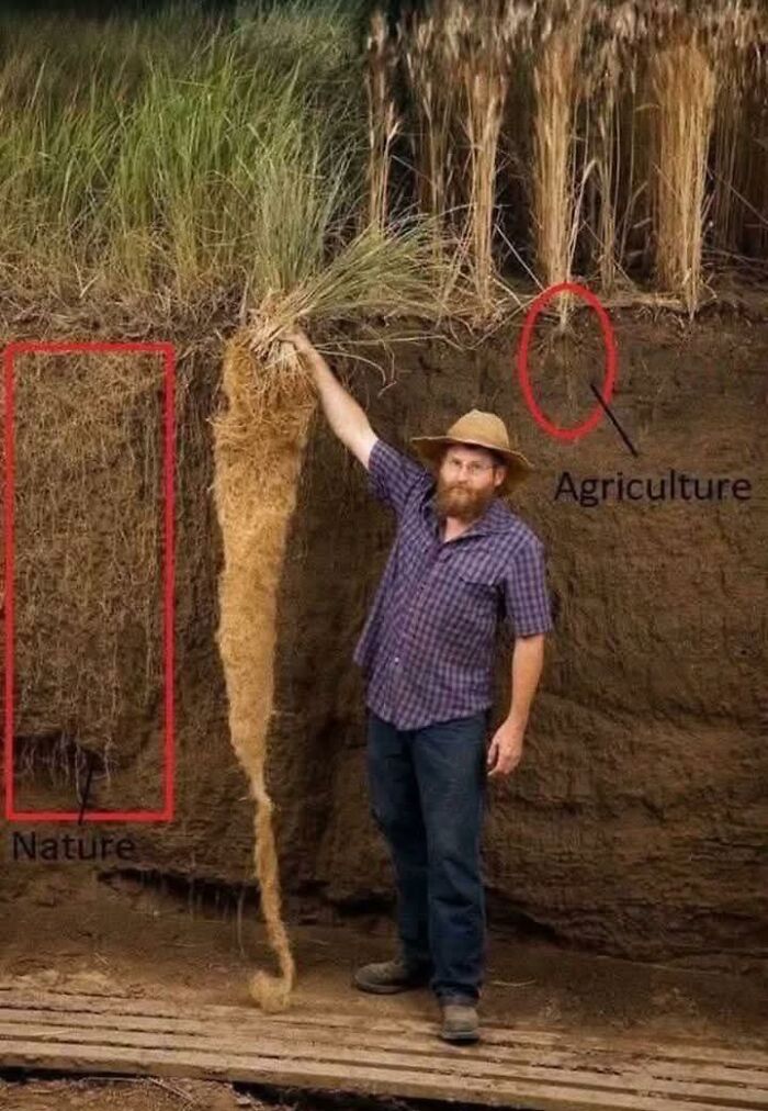 Man in a hat showing long plant roots in soil, comparing natural and agricultural root systems for the wonderful world.