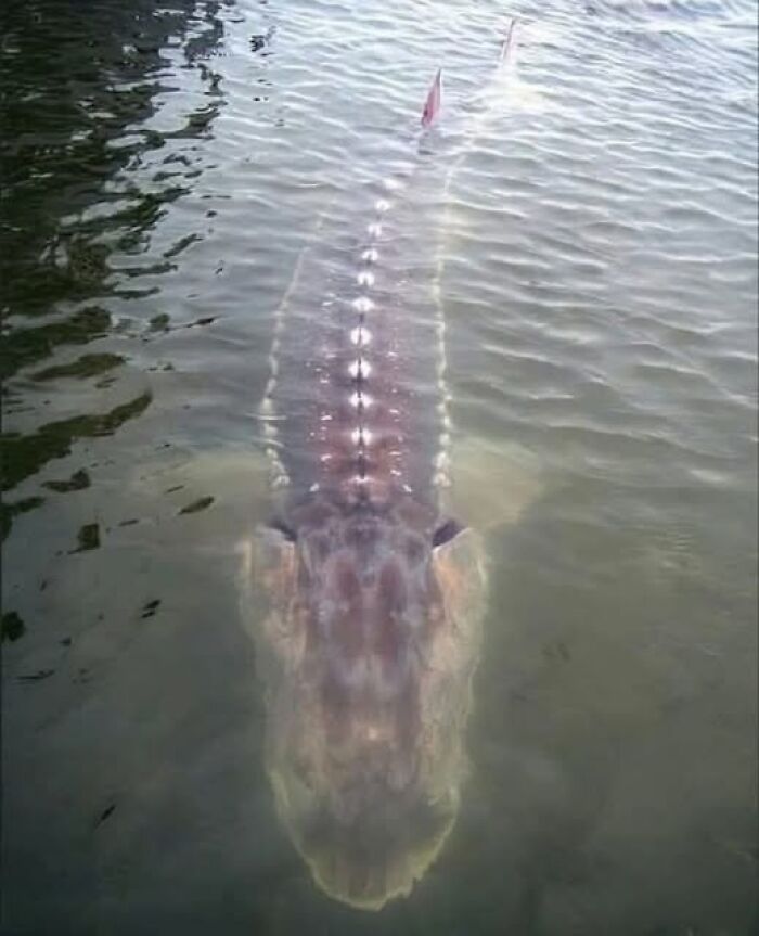 Large sturgeon fish swimming near the surface in calm water, showcasing the wonderful world of aquatic life.