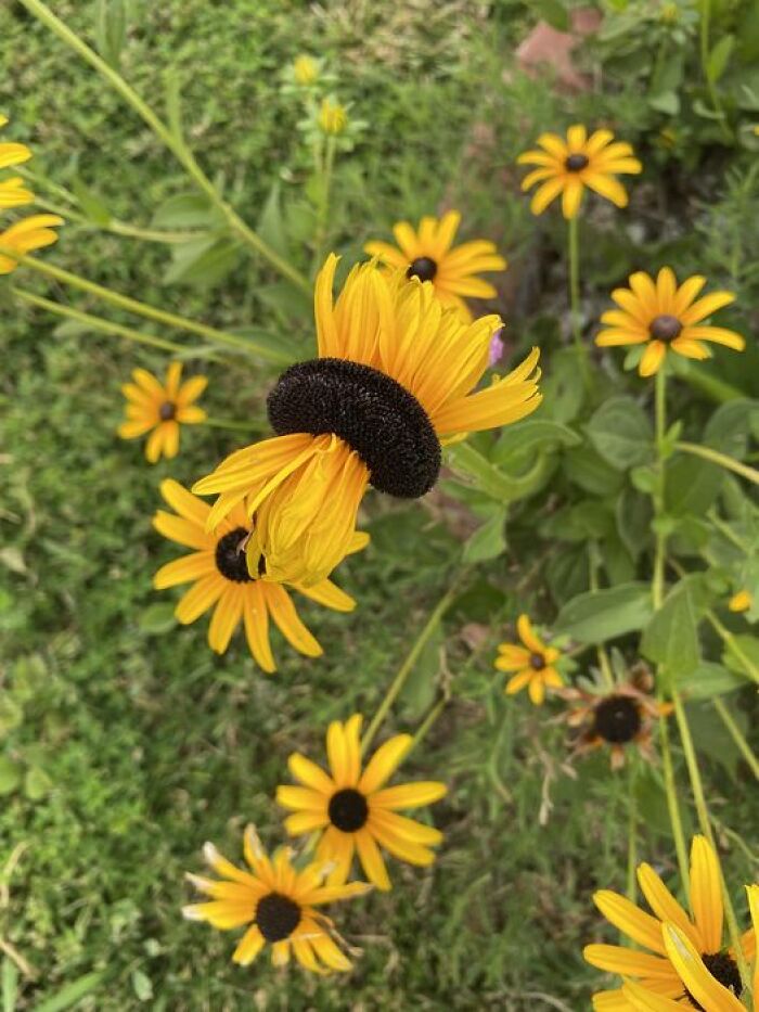 Close-up of vibrant yellow black-eyed Susan flowers in a green garden capturing the wonderful world of nature.