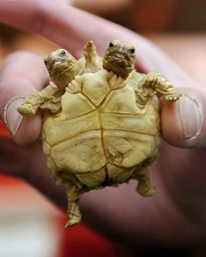 Two-headed baby turtle held gently, showcasing a rare and amazing creature in the wonderful world of nature.