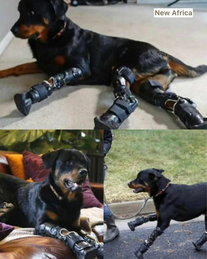 Rottweiler dog with prosthetic legs lying on the floor, resting on a couch, and walking outdoors with a leash.