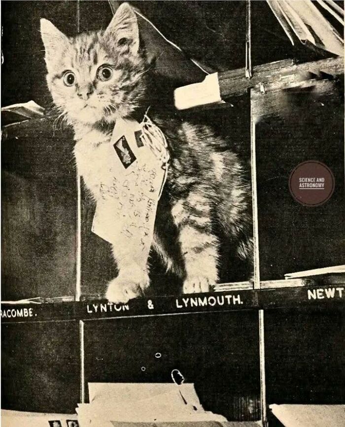 Vintage black and white photo of a curious cat on a bookshelf in the wonderful world of science and astronomy.