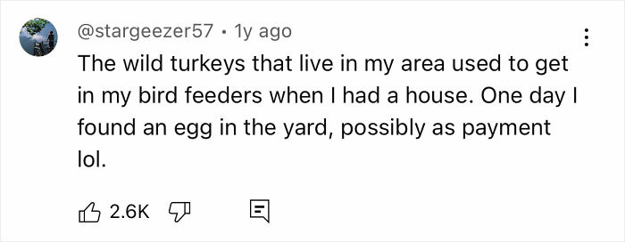 Comment about wild turkeys leaving eggs in a yard, referencing turkey eggs compared to chicken, duck, and quail eggs. - 9
