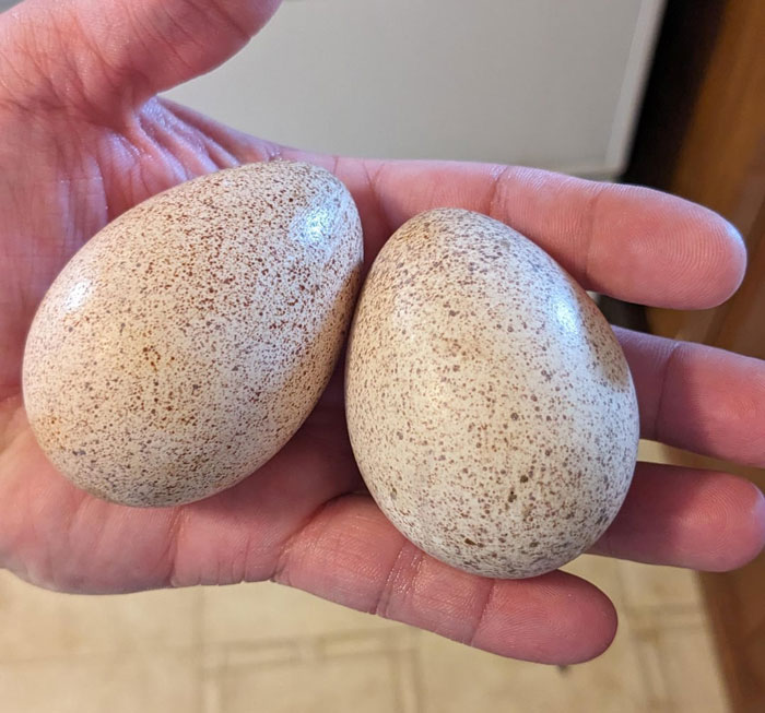 Hand holding two speckled turkey eggs, showcasing size and texture of turkey eggs compared to common poultry eggs. - 2