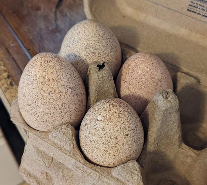 Speckled turkey eggs in a carton, highlighting an alternative to common chicken, duck, and quail eggs. - 3