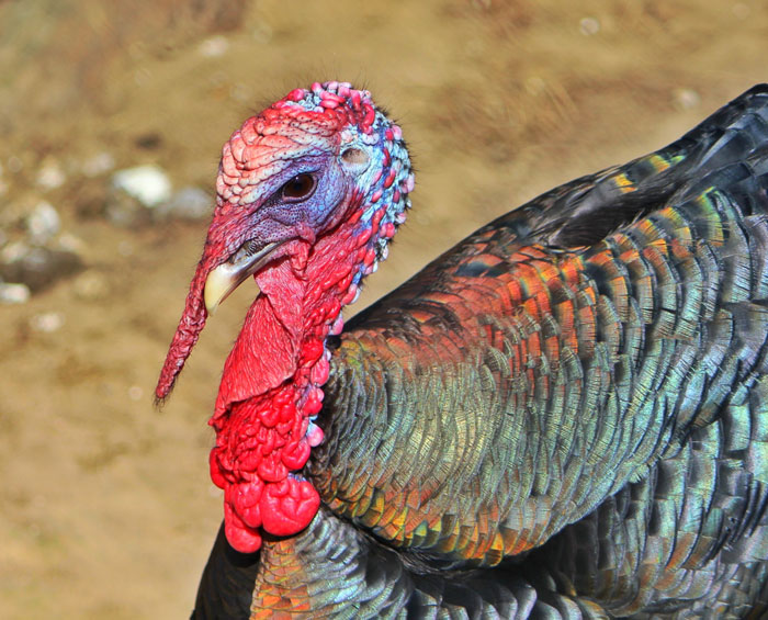 Close-up of a wild turkey with colorful feathers, highlighting the topic of turkey eggs compared to chicken, duck, and quail eggs. - 1