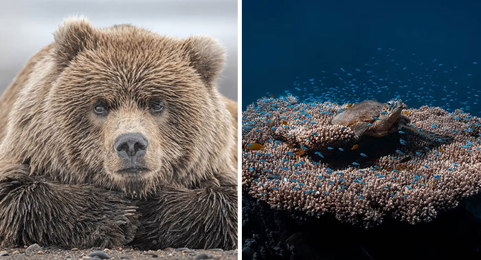 These Jaw-Dropping Wildlife Photos Prove Nature Is The Ultimate Artist (25 Pics)