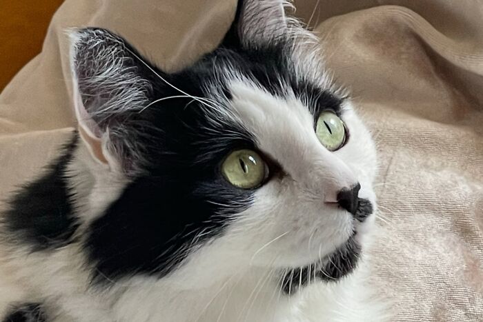 Close-up of a black and white cat with green eyes, representing a pet involved in a cat-sitting and pet custody dispute. - 1