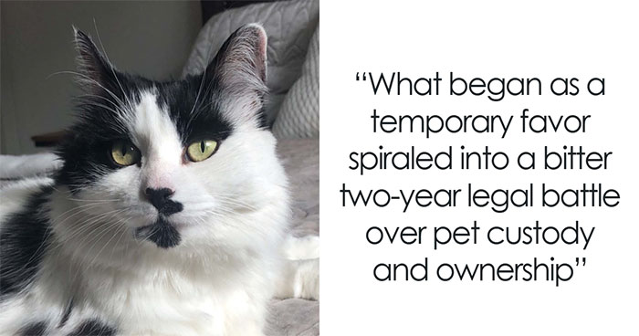 Woman Leaves Beloved Cat With Close Friend, Learns Trust Was A Mistake After Legal Nightmare