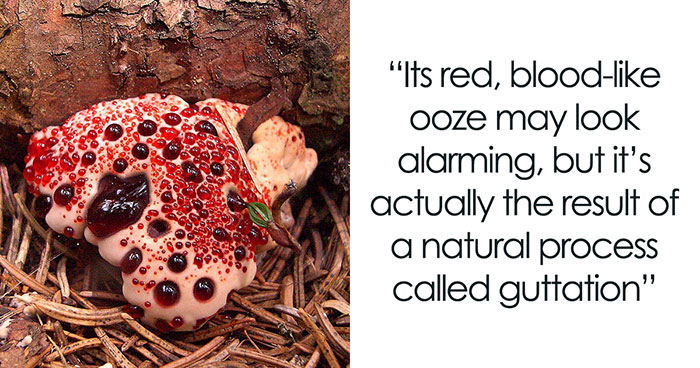 15 Of The World’s Most Fascinating Fungi You Might Never Heard Of