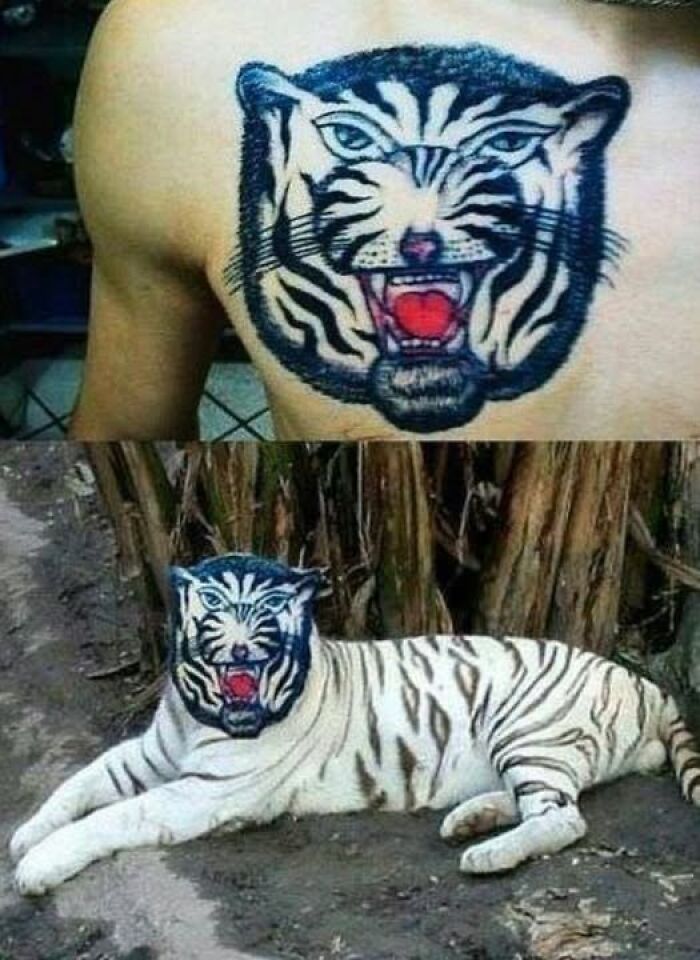 Tattoo of a tiger face on a person's chest compared to a white tiger with a similarly patterned face, showcasing bad tattoos.