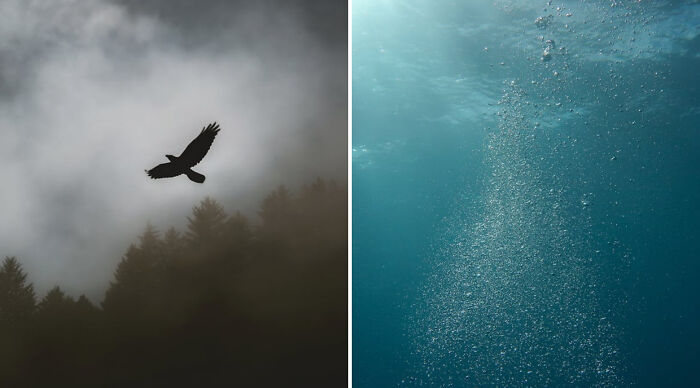 Silhouette of a bird flying above foggy treetops contrasted with underwater bubbles rising in clear blue water in Would You Rather Poll 2.