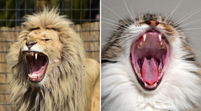 Side-by-side close-up of a roaring lion and yawning cat for a would you rather poll 2 comparison.