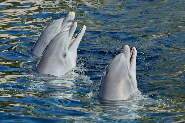 Two dolphins with open mouths emerging from water, illustrating rare phobias related to aquatic animals. - 33