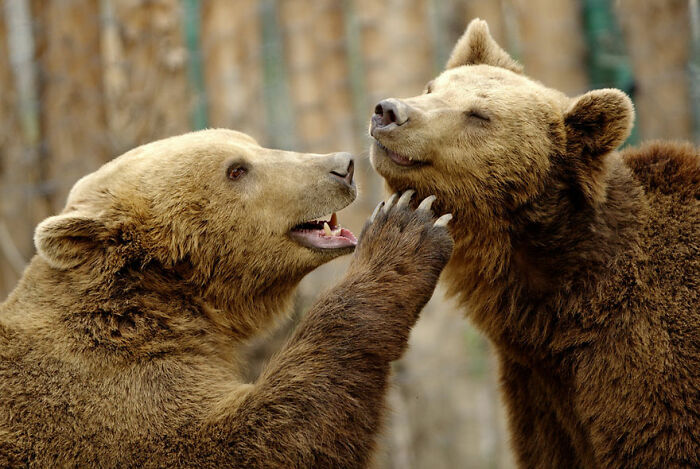 Two brown bears interacting playfully in a natural setting, capturing funny animals moments with charming expressions.