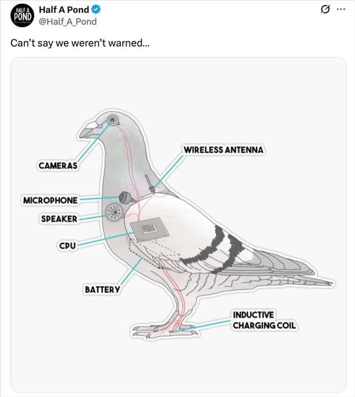 Diagram of a talking parrot with labeled tech components linked to illicit training and gang operation footage going viral. Diagram of a talking parrot with labeled tech components linked to illicit training and gang operation footage going viral.