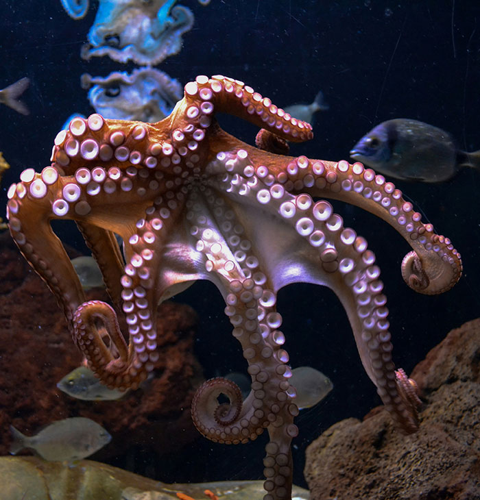Octopus underwater in aquarium tank with fish nearby, related to mom of 6yo boy attacked by octopus incident. - 1