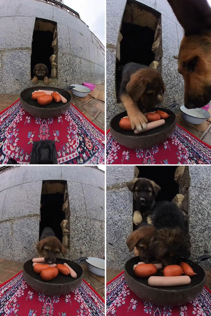Puppies eating sausages from a pan outside a wall, part of man uses RC car and drone to feed stray animals project.