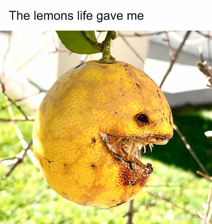 A decayed lemon on a tree branch with an eerie smile resembling a creepy but funny meme for dark humor lovers.