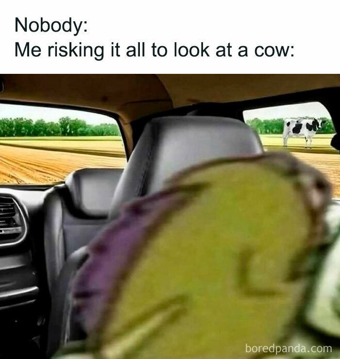 Meme showing a person risking it all to look at a cow with a blurred figure inside a car and a cow outside.
