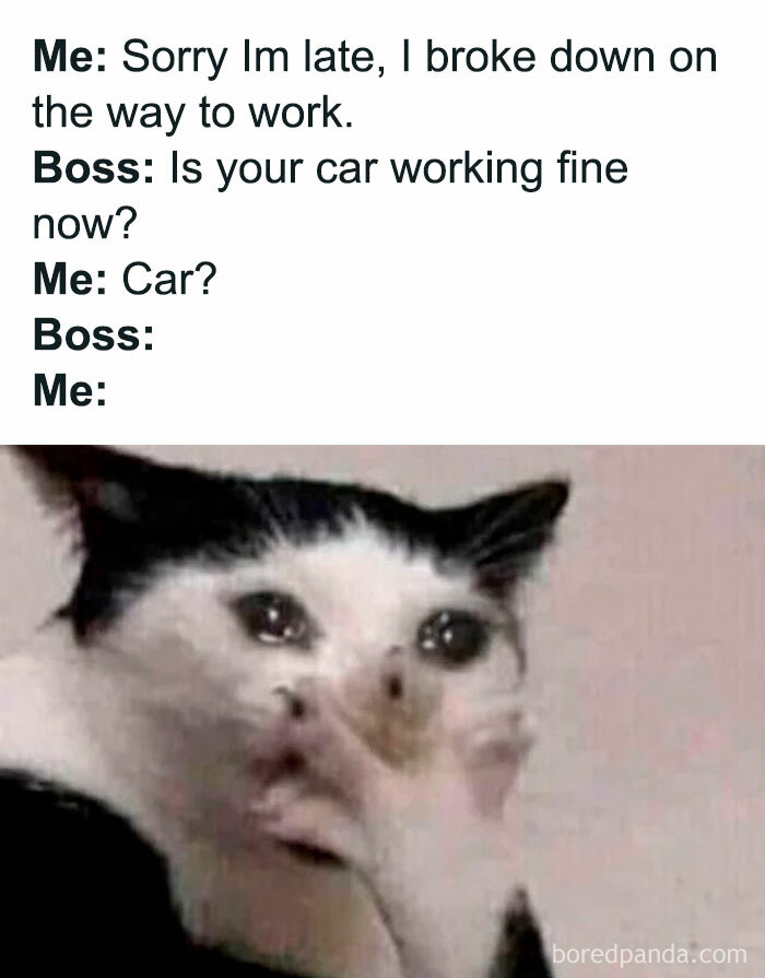 Hilarious meme showing a cat with a shocked expression reacting to a funny conversation about being late and a broken car.