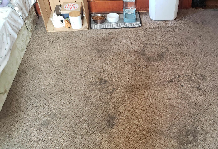 Stained carpet with dark marks near a pet's food and water station in a cluttered home interior. - 2