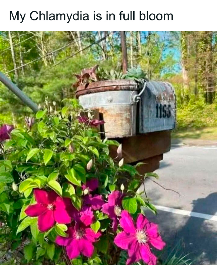 Mailbox planter with vibrant purple flowers and green leaves growing outside on a sunny day, highlighting funny typos.