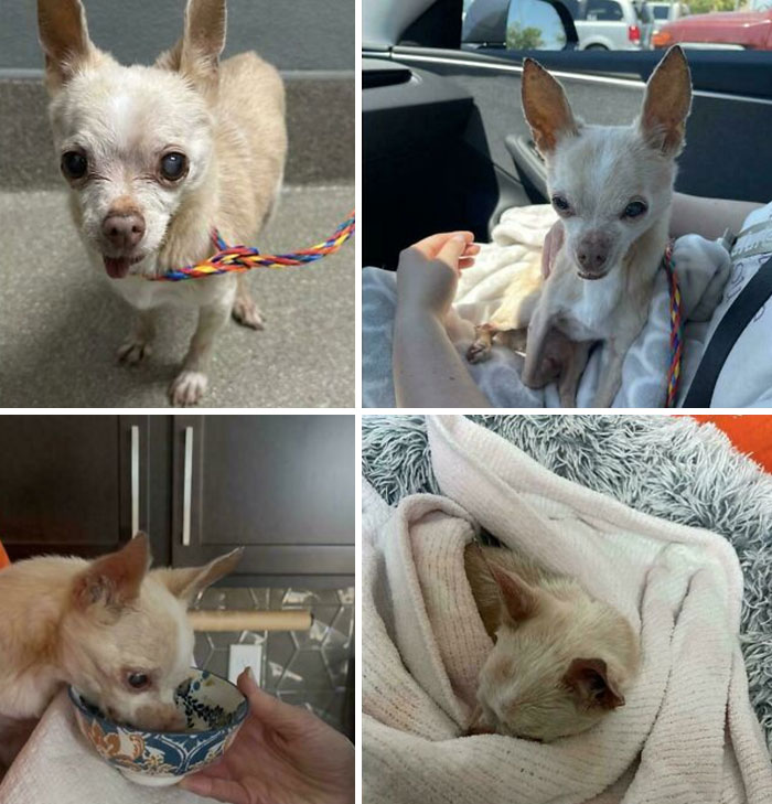 Small adopted dog with happy face enjoying care and a warm second chance in a loving home.