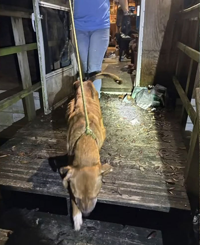 Emaciated dog on a leash being led out of a dark wooden porch by a person in jeans, highlighting Florida abandonment case.